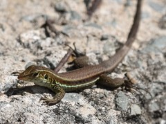 Pholidoscelis griswoldi