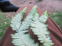 Sticherus squamulosus