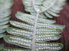 Sticherus squamulosus