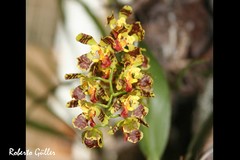 Gomesa riograndensis