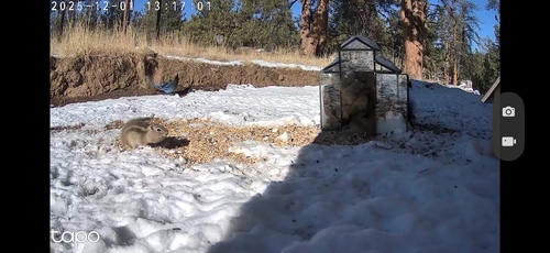 Common Golden-mantled Ground Squirrel observed by marimajack