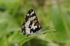 Uranothauma falkensteinii