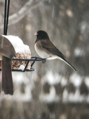 Junco hyemalis montanus