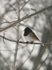Junco hyemalis montanus