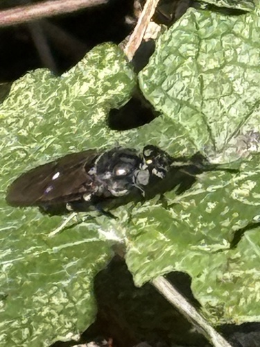 Unknown species found near Harris County, US-TX, US
