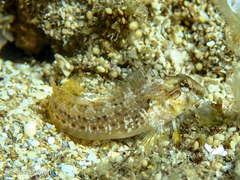 Cyclops Blenny photo 2