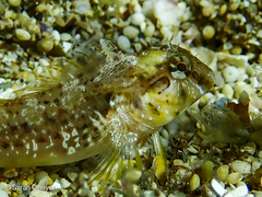 Cyclops Blenny photo 4
