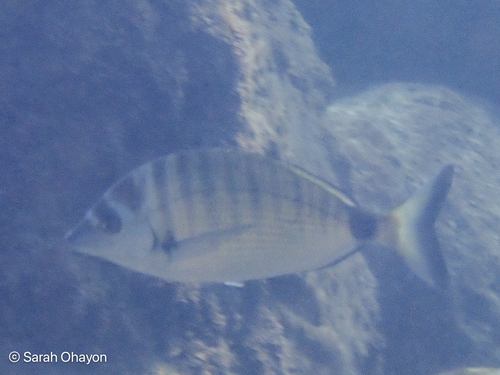 Sharpsnout Seabream, Haifa, Israel, photo 8 of 10