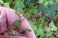 Chenopodium allanii