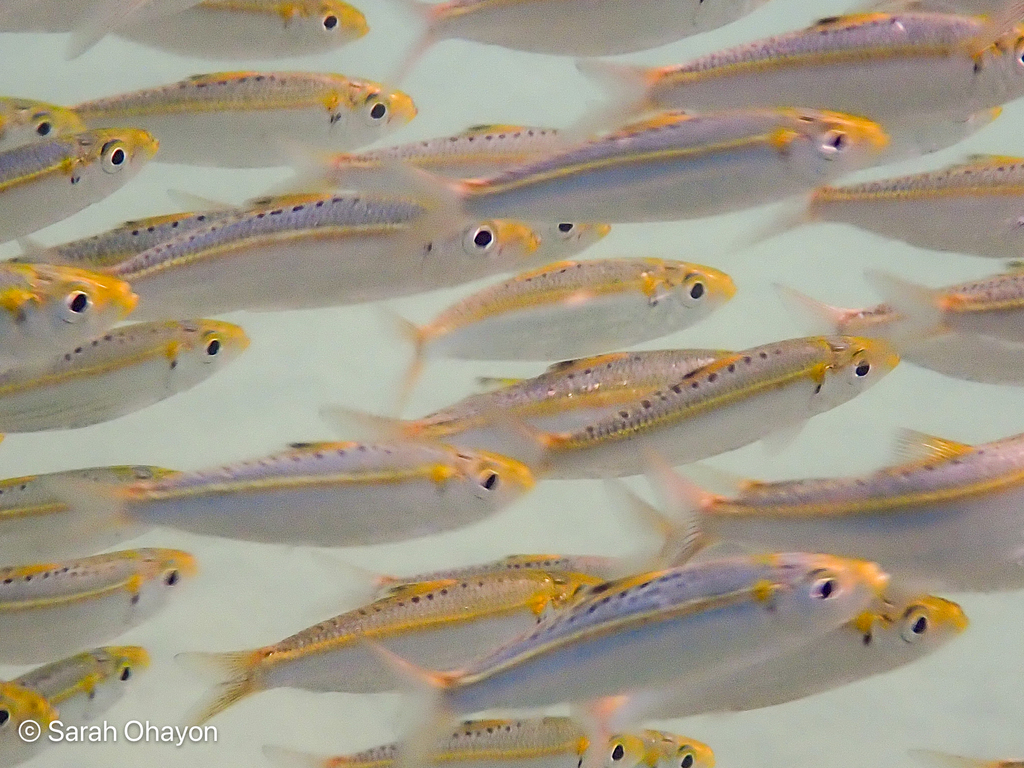 Spotback Herring