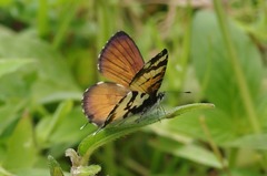 Uranothauma falkensteinii