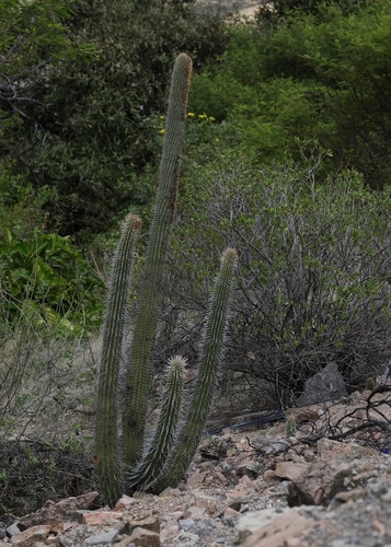 Espostoa mirabilis, photograph 5