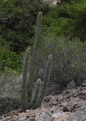 author not stated, no rights reserved Espostoa mirabilis, photograph author not stated, no rights reserved