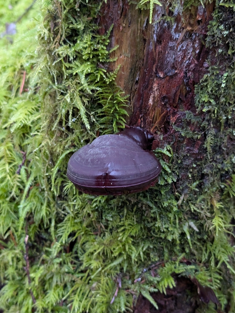 Ganoderma oregonense · December 2025 · photo: © criminy (iNaturalist, cc-by)