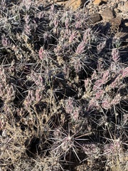 Cylindropuntieae