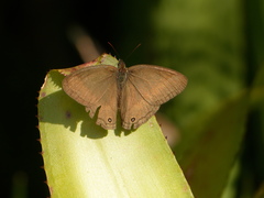 Yphthimoides renata