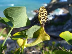 Aristolochia taliscana