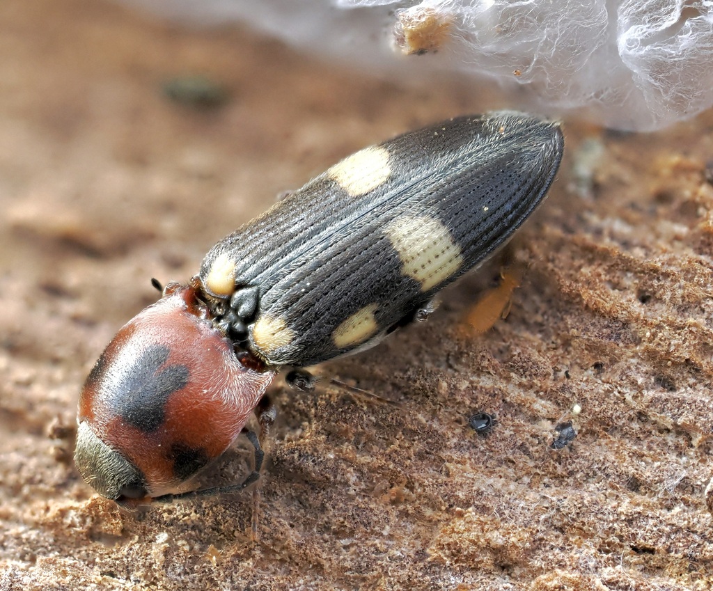Cardiophorinae