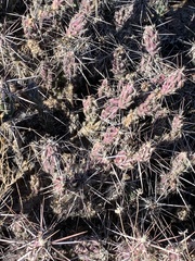 Cylindropuntieae
