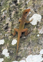Anolis wattsii