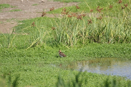 Gallinago gallinago, 2025-12-06