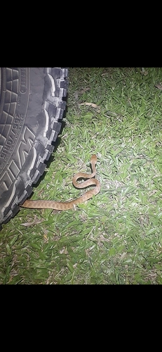 Brown Tree Snake sighting