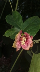 Dalechampia cujabensis