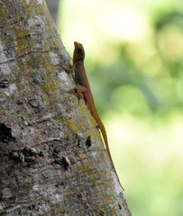 Anolis wattsii