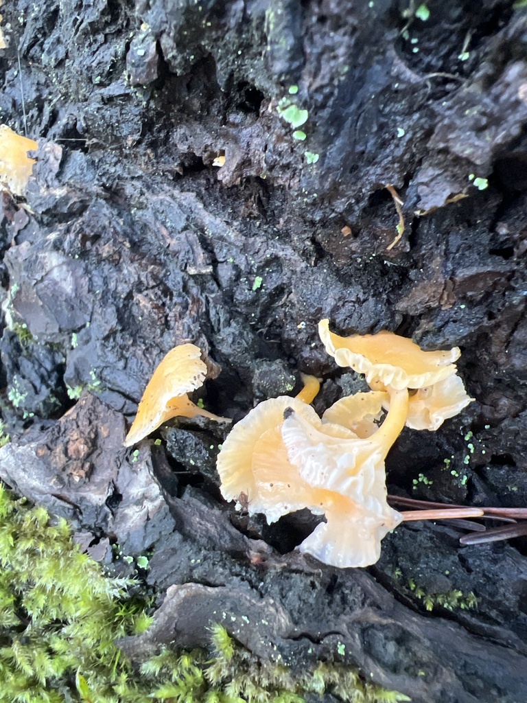 Chrysomphalina aurantiaca · December 2025 · photo: © aiva (iNaturalist, cc-by)