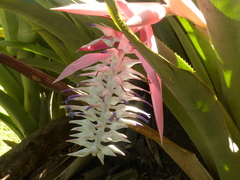 Aechmea macvaughii