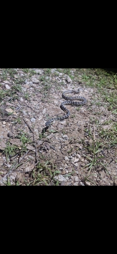 Jungle Carpet Python sighting