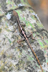 Anolis wattsii