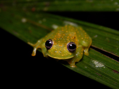 Sachatamia punctulata