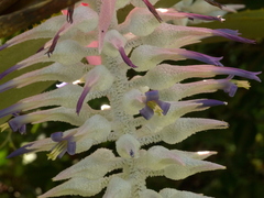 Aechmea macvaughii