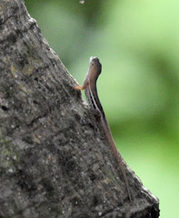 Anolis wattsii