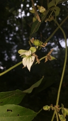 Dalechampia juruana