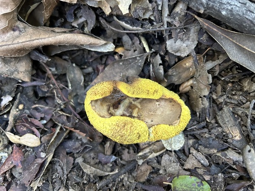 iNaturalist observation photo of Xerocomoideae
