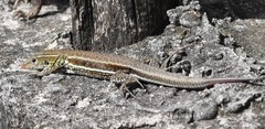 Pholidoscelis griswoldi