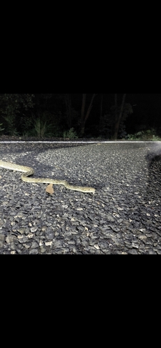 Australian Scrub Python sighting