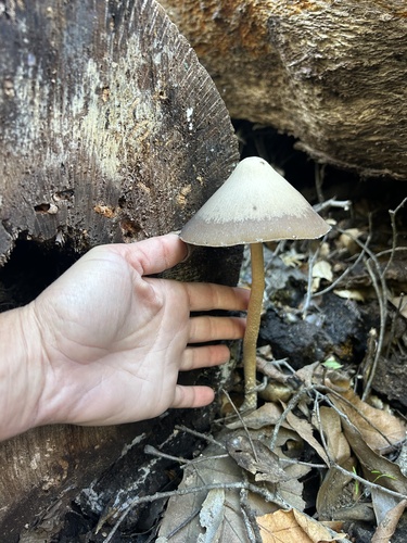 iNaturalist observation photo of Tall Psathyrella