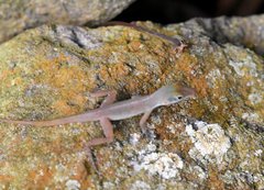 Anolis wattsii