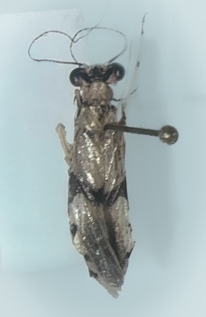 Gigliotoscelis