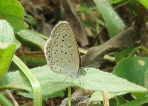 African Grass Blue