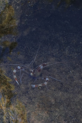 Stenopus hispidus observed 2025-11-28