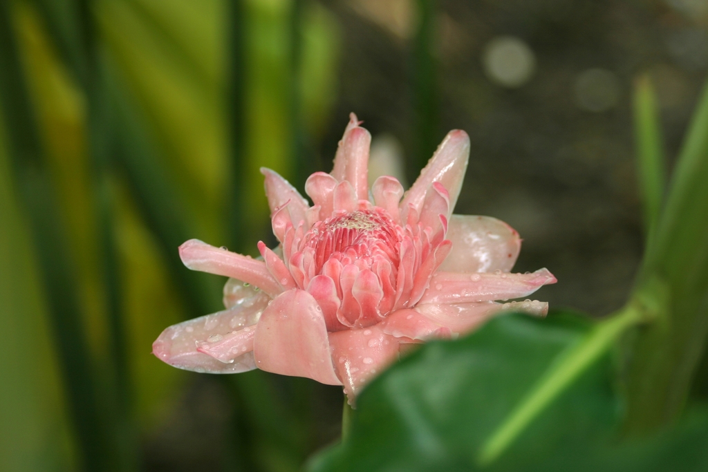 Torch ginger from Daintree QLD 4873, Australien on August 27, 2005 at