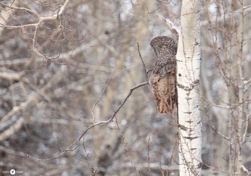 Great Gray Owl