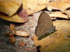 Paryphthimoides undulata