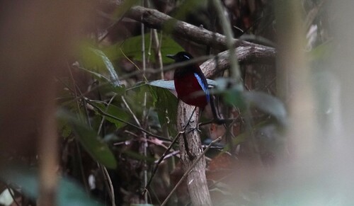 Black-crowned Pitta (Erythropitta ussheri), photo 6