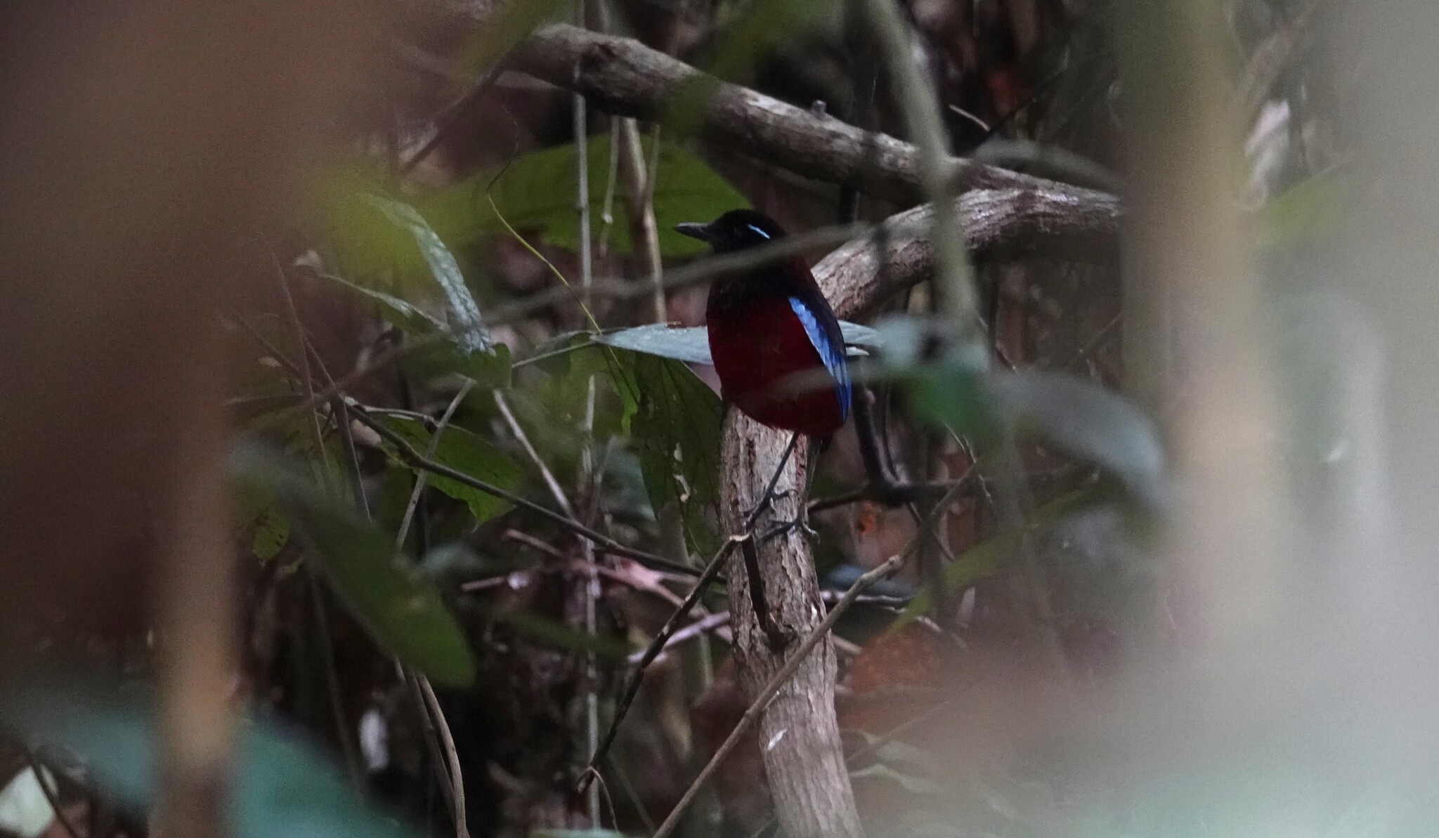 Black-crowned Pitta illustration