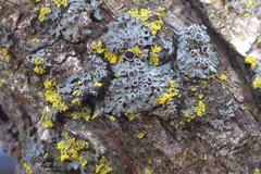 Phaeophyscia ciliata